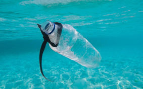 A discarded plastic bottle floating underwater in clear blue water