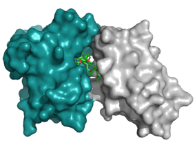 Computer generated model of two proteins
