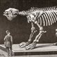 Bones of Contention: How palaeontology's past shapes our understanding of the history of life on Earth