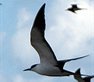 Help our researchers track sooty terns