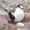 Extent of migration of sooty terns presents conservation challenges