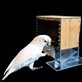Golfing cockatoos reveal ability to use combined tools