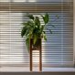 Common houseplants can improve air quality indoors