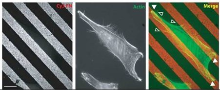 Filopodia-Cropped-451x184