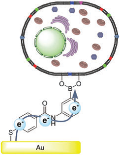 Selective glycoprotein detection