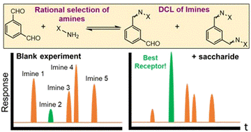 Discovery of selective monosaccharide receptors via Dynamic Combinatorial Chemistry