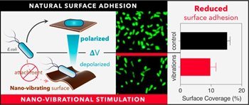 Nanovibrational Stimulation of Escherichia coli