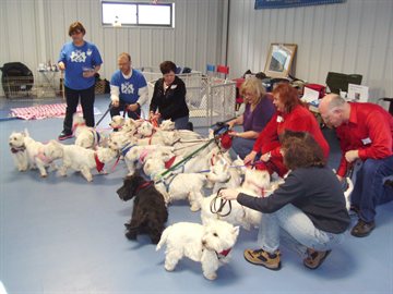 Jonathan Tovey at a meeting with West Highland terriers owners and their dogs