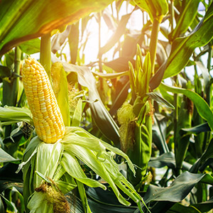 Corn cob growing in a field