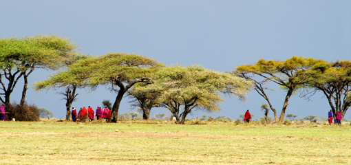 Masai warriors assembling for a meeting