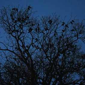 a silhouette of birds sitting in a tree