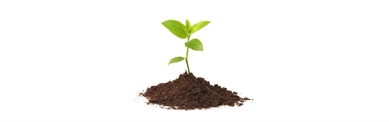 A seedling growing from the earth on a white background