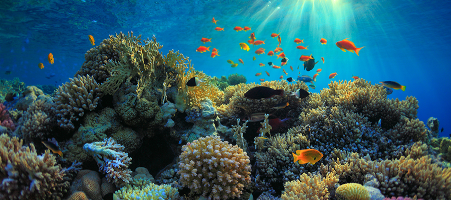 A reef with fish swimming