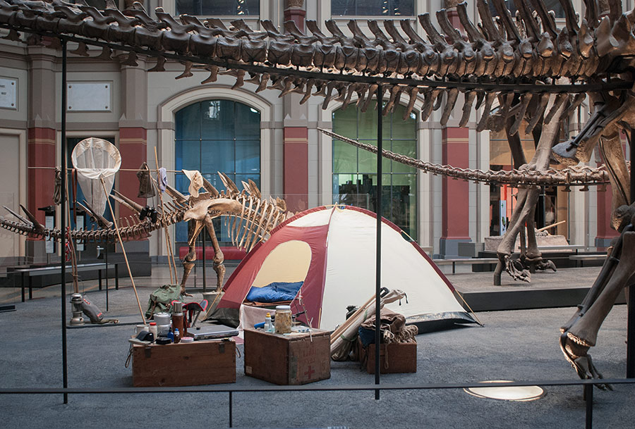A museum setting with a tent pitched within a display of dinosaur skeletons