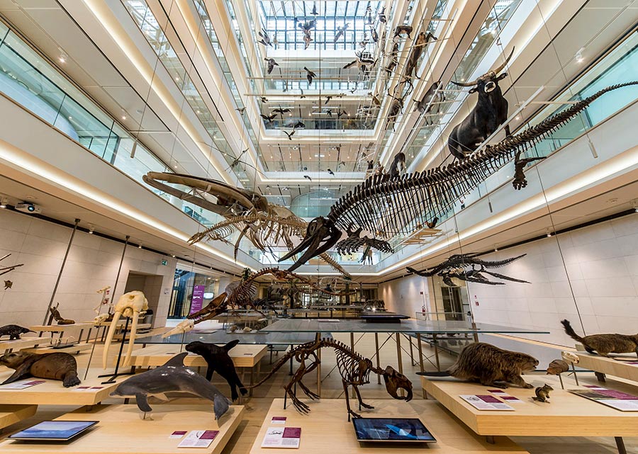 Museum interior with natural history exhibits