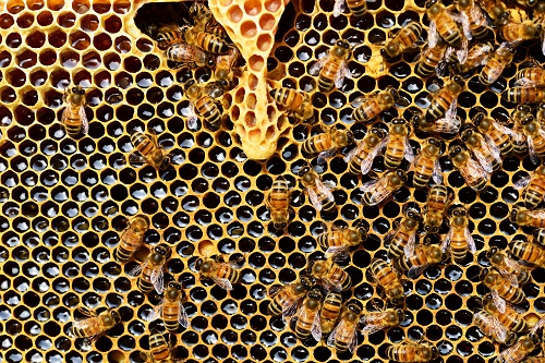 beehive and bees with honey