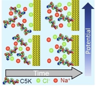 Elucidating the influence of electrical potentials on the formation of charged oligopeptide self-assembled monolayers on gold