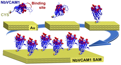 Direct immobilization of engineered nanobodies on gold sensors