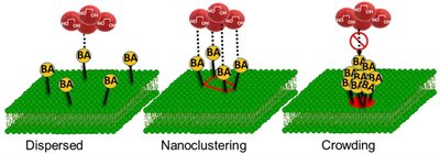 Recapitulating the Lateral Organization of Membrane Receptors at the Nanoscale