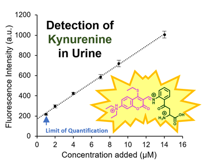 Establishing a quantitative fluorescence assay for the rapid detection of kynurenine in urine