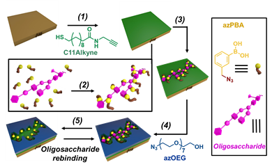 Selective oligosaccharide recognition with phenylboronic acid through Cu(I) catalyzed click imprinted surfaces