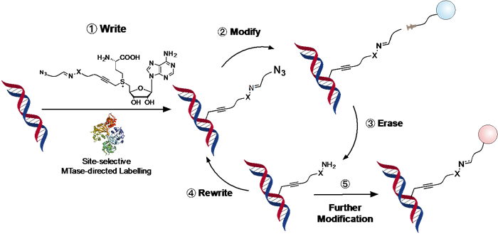 Illustration showing Site-selective and Re-writable Labeling of DNA through Enzymatic, Reversible and Click Chemistries