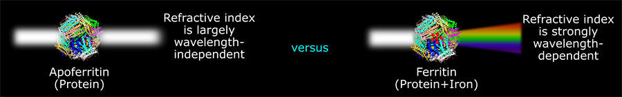 Illustration showing Method for Determining Average Iron Content of Ferritin by Measuring its Optical Dispersion