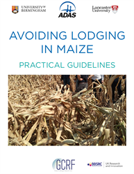 Front page of the English language lodging guidelines for maize.