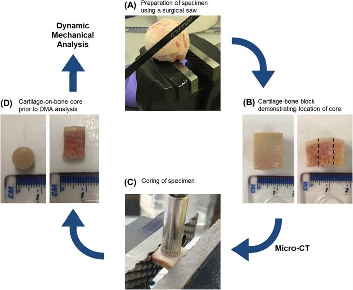 Figure 4: Experimental workflow for the analysis and experimental testing of human articular cartilage