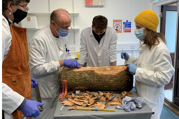 2023 Tree surgery Image credit Jozsef Vuts