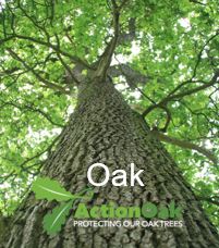 FH Oak