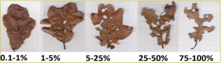 leaf litter samples