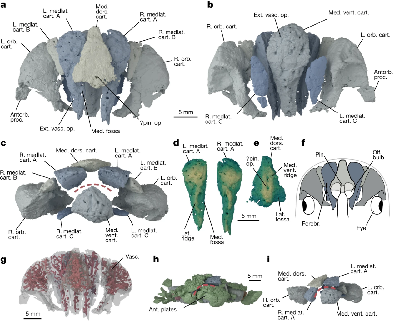News-prehistoric-fish-evolution-of-skull