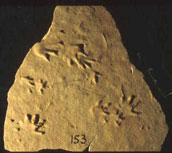 Fossil footprints from Alveley