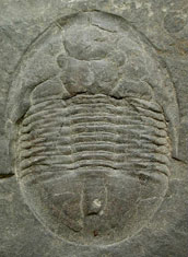 Ordovician trilobite from Shropshire