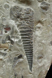 Conularid from the Holcroft Collection