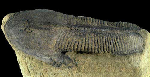 Osteostracan fish