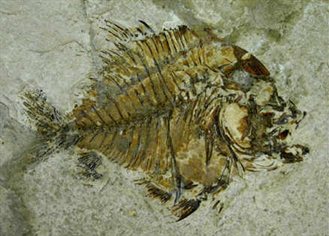 Exceptionally preserved Monte fish fossil