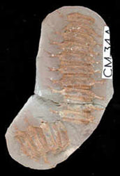 Fossil millipede from Coseley