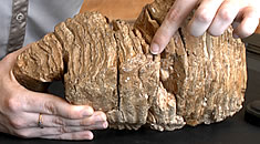 object of the month; mammoth tooth