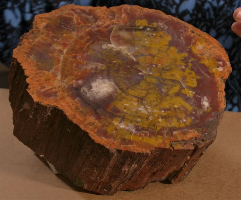 Fossilised Wood Capture