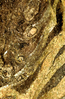 Pinus yorkshirensis - Fossil pine cone