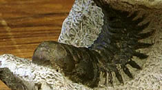 Object of the month; Crotalocephalus trilobite