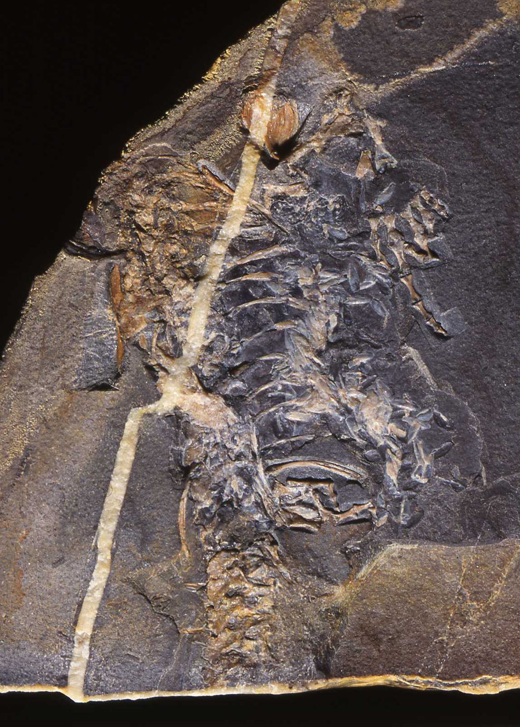 Casineria-fossil1