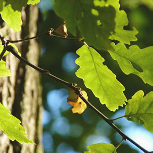 oak-leaves-300x300