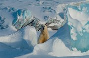 Polar bear and glacier