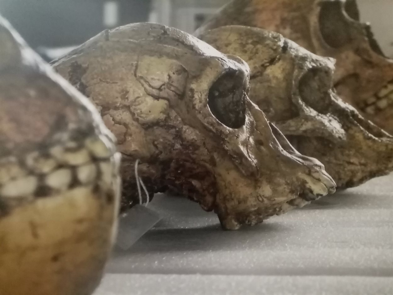hominid-skulls