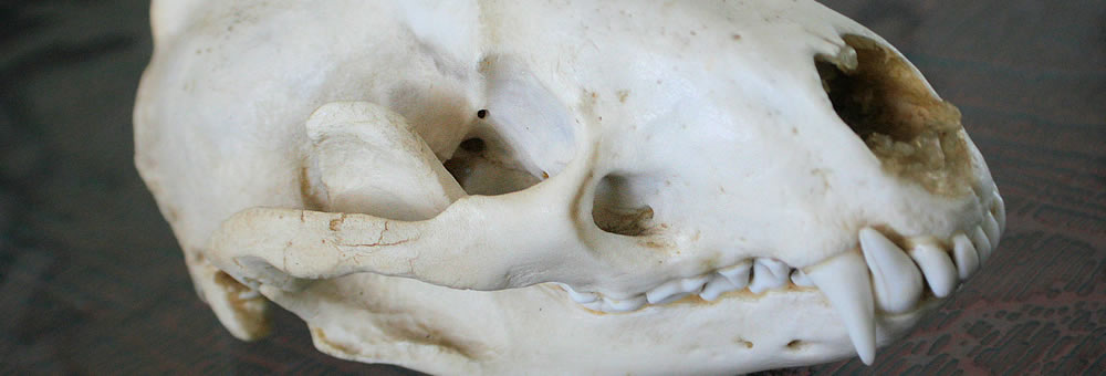 Decorative image of an animal skull