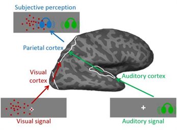 signals-different-senses