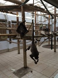 twycross-zoo